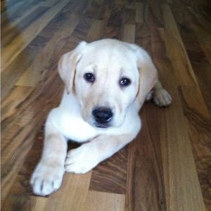 Meet your Posher, Wyatt